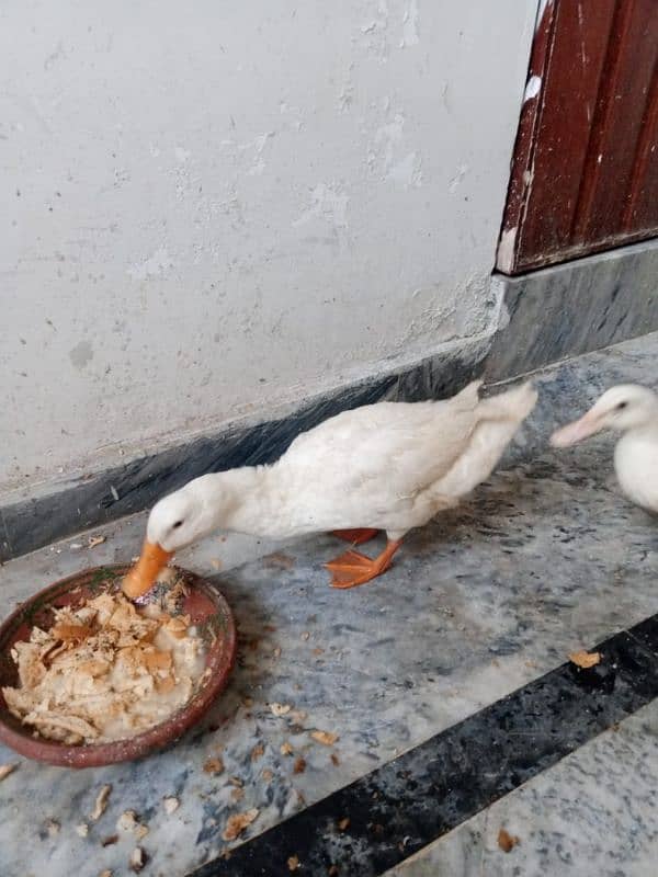 Two beautiful white ducks 4