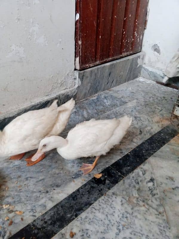 Two beautiful white ducks 5