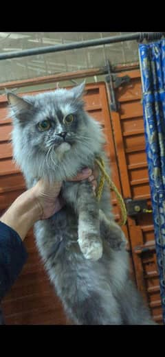 Persian cat triple coated