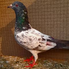 pigeon pure kamgar male argent sale ?