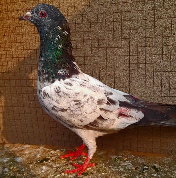 pigeon pure kamgar pair argent sale ? 1