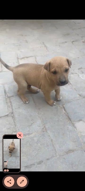 Labrador pair of puppies--Male and Female--Healthy and playful 0