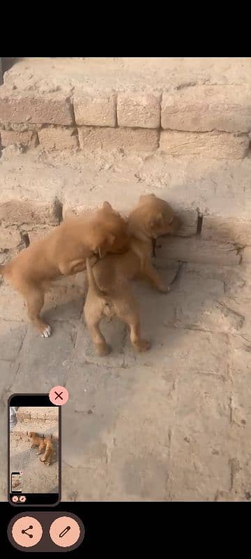 Labrador pair of puppies--Male and Female--Healthy and playful 1