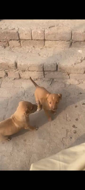 Labrador pair of puppies--Male and Female--Healthy and playful 2