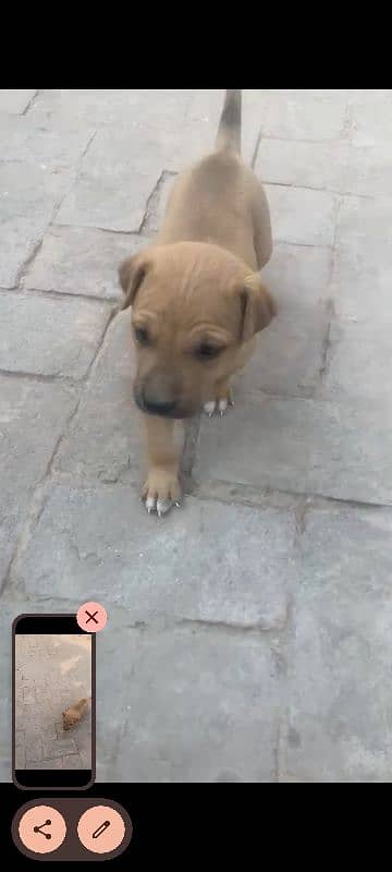 Labrador pair of puppies--Male and Female--Healthy and playful 3