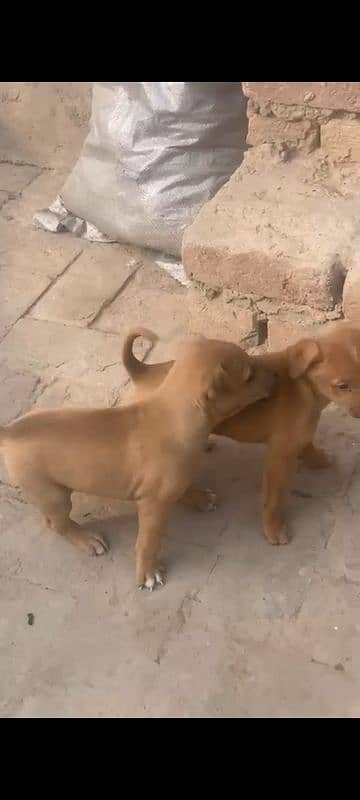 Labrador pair of puppies--Male and Female--Healthy and playful 4