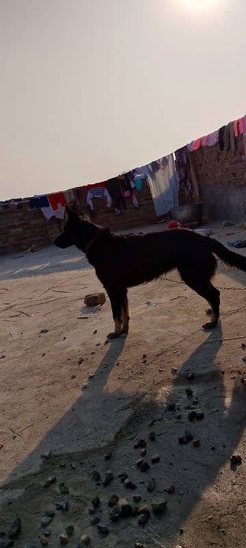 Belgium Shepherd security dog full stand 2