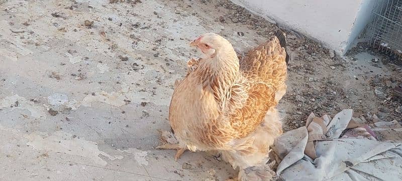 bulu Berahma  fancy hen chick Light brahma salmon Burhma  Brehma fency 0