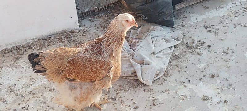 bulu Berahma  fancy hen chick Light brahma salmon Burhma  Brehma fency 1