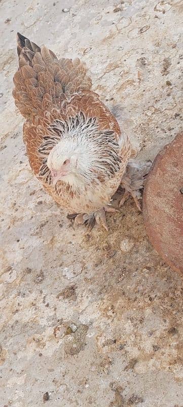 bulu Berahma  fancy hen chick Light brahma salmon Burhma  Brehma fency 2