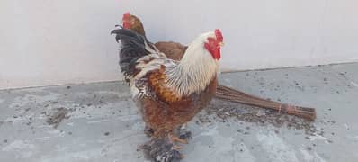 blue Berahma  fancy hen chick Light brahma salmon Burhma  Brehma fency