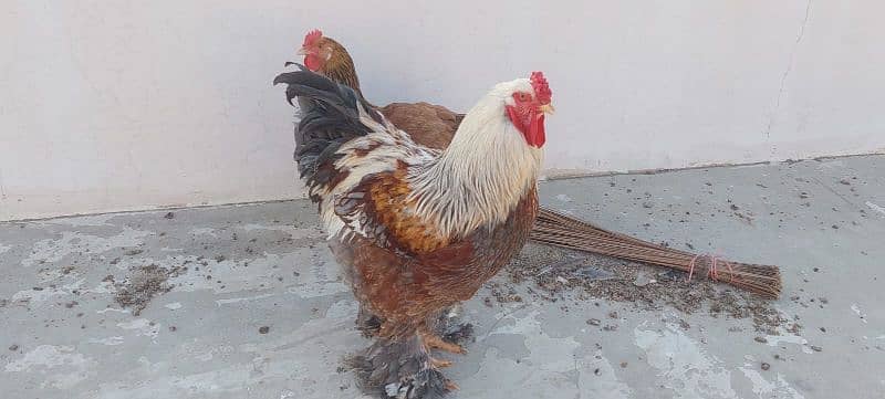 bulu Berahma  fancy hen chick Light brahma salmon Burhma  Brehma fency 3