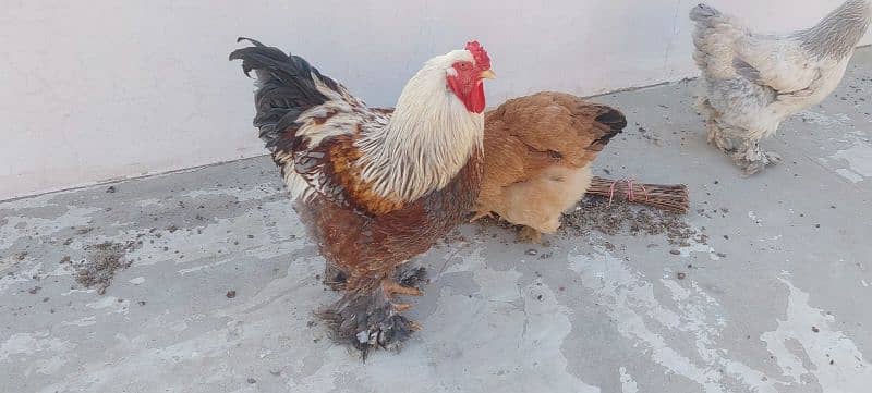 bulu Berahma  fancy hen chick Light brahma salmon Burhma  Brehma fency 4