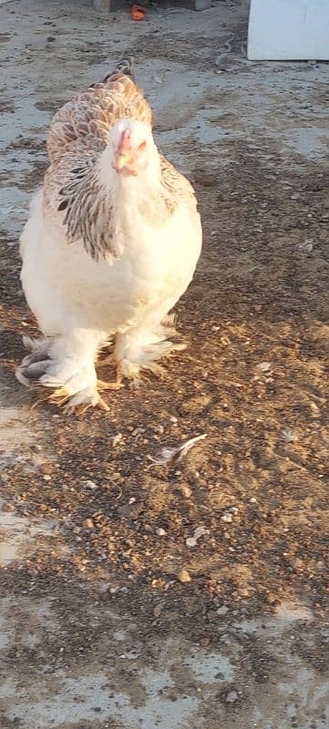 bulu Berahma  fancy hen chick Light brahma salmon Burhma  Brehma fency 8