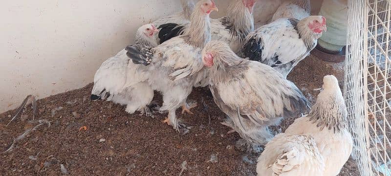 bulu Berahma  fancy hen chick Light brahma salmon Burhma  Brehma fency 9