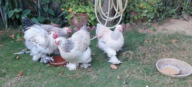 bulu Berahma  fancy hen chick Light brahma salmon Burhma  Brehma fency 10