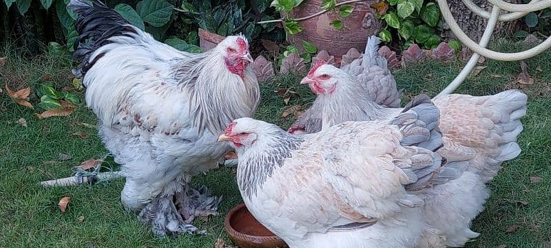 bulu Berahma  fancy hen chick Light brahma salmon Burhma  Brehma fency 11