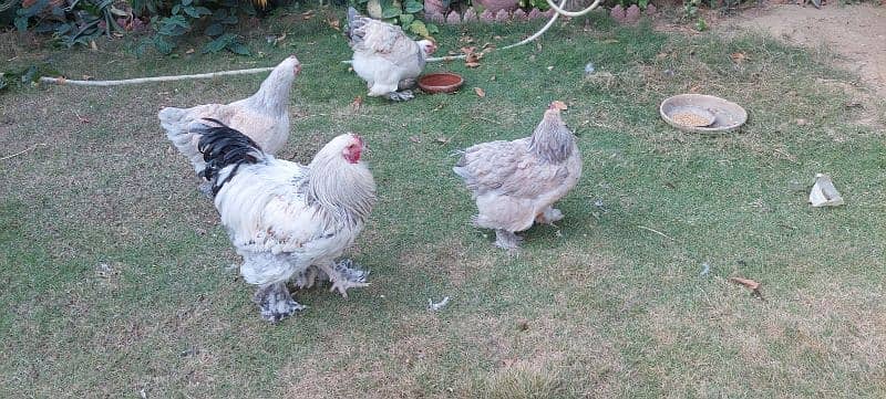 bulu Berahma  fancy hen chick Light brahma salmon Burhma  Brehma fency 12