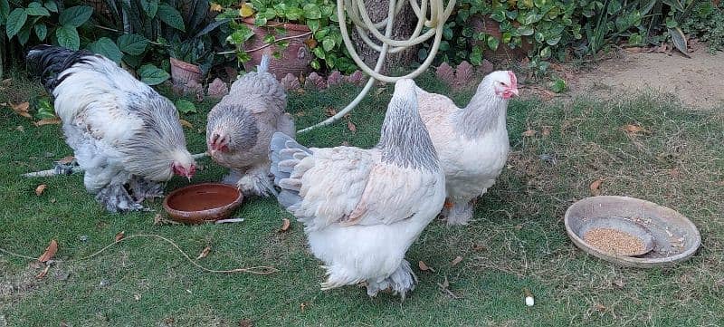 bulu Berahma  fancy hen chick Light brahma salmon Burhma  Brehma fency 14