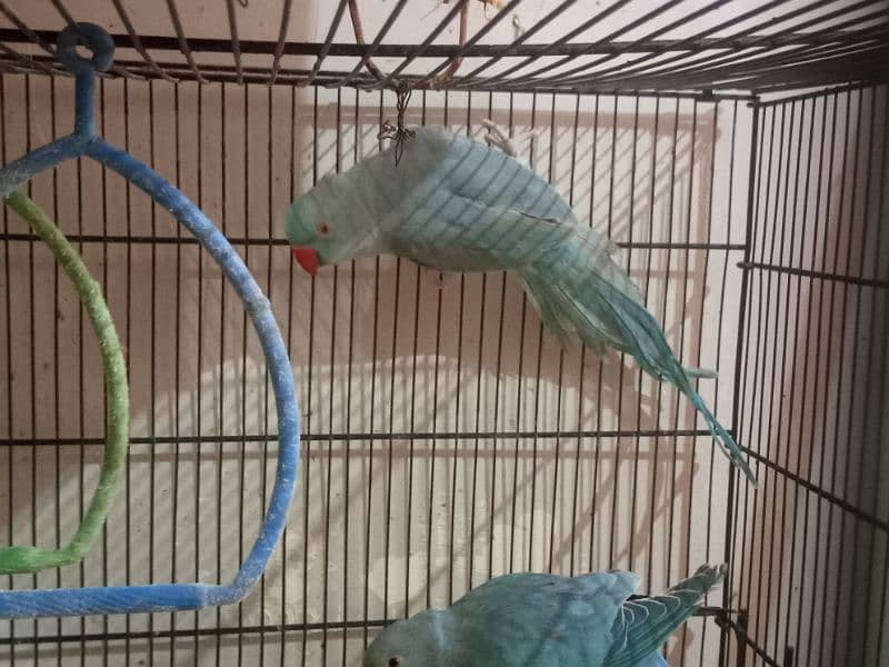 Blue Ringneck Adult Male 0