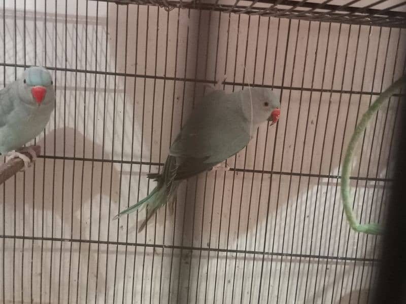 Blue Ringneck Adult Male 1