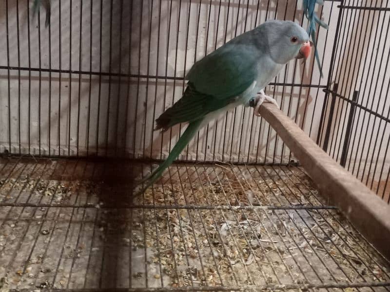 Blue Ringneck Adult Male 2