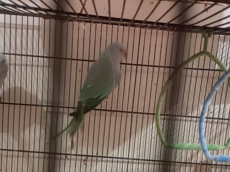 Blue Ringneck Adult Male 3