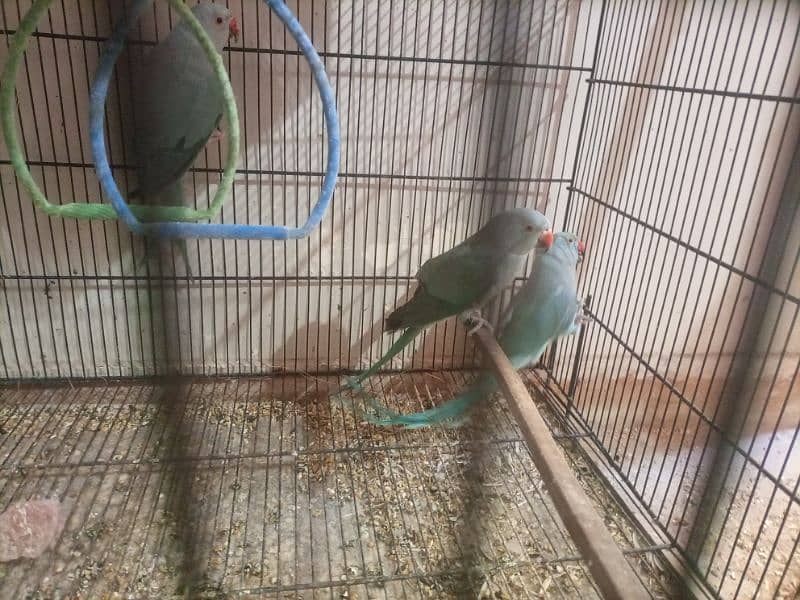 Blue Ringneck Adult Male 4