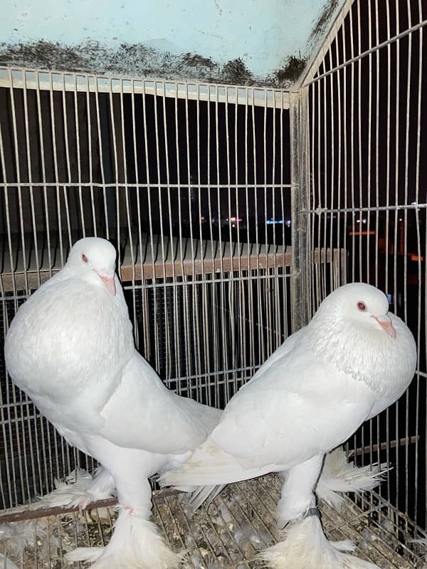 white ghubara pair 1