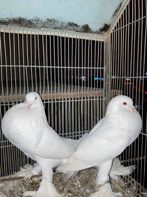 white ghubara pair 2