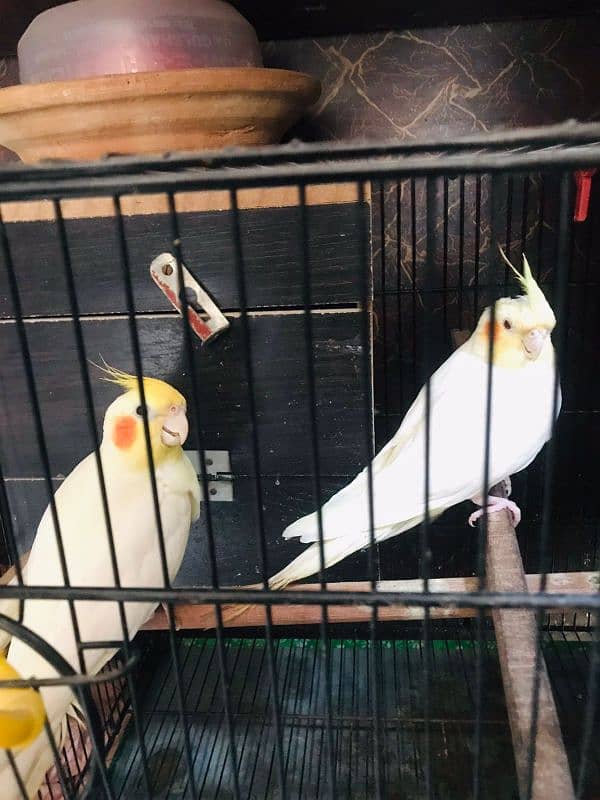 Breader Fisher pair with cage and Breader Cockatiel pair with cage 1