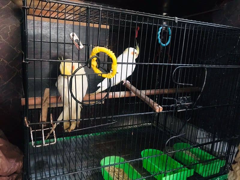 Breader Fisher pair with cage and Breader Cockatiel pair with cage 7