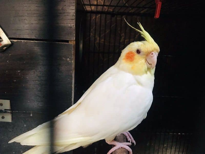 Breader Fisher pair with cage and Breader Cockatiel pair with cage 9