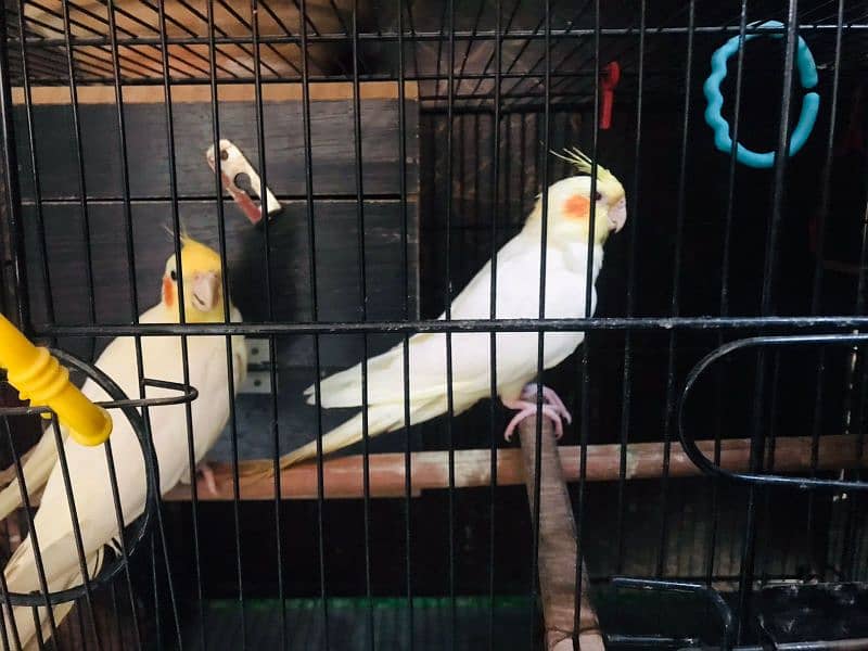 Breader Fisher pair with cage and Breader Cockatiel pair with cage 10