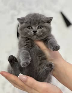 GRAY BRITISH SHORTHAIR KITTENS,IMPORTED FROM CANADA,RAREST BREED.