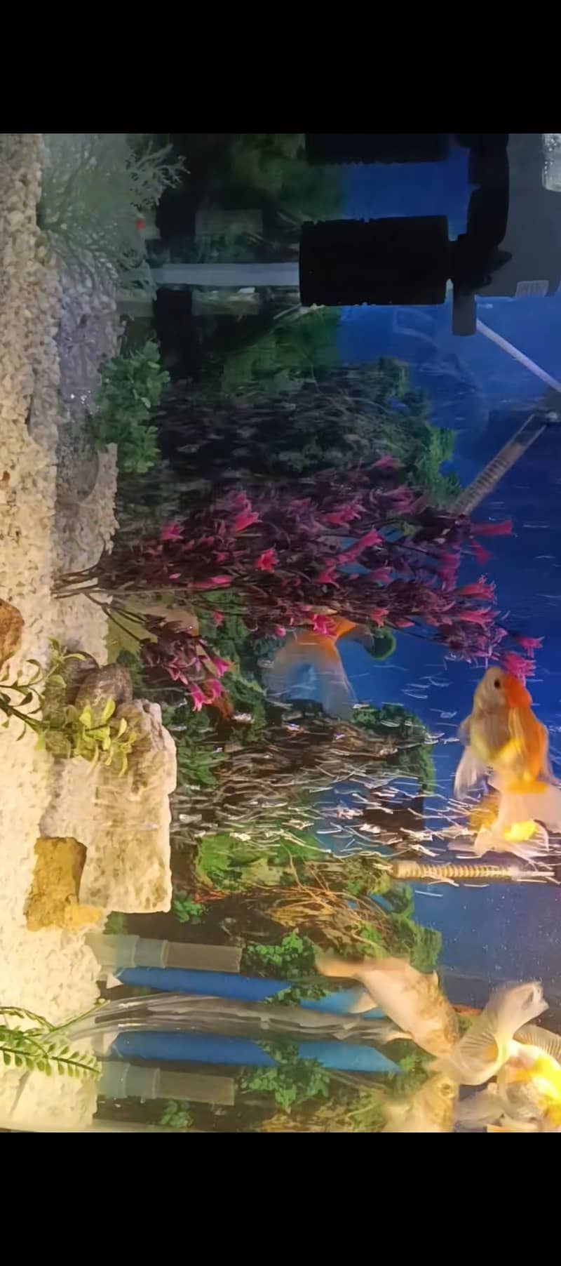 Aquarium for sale 3