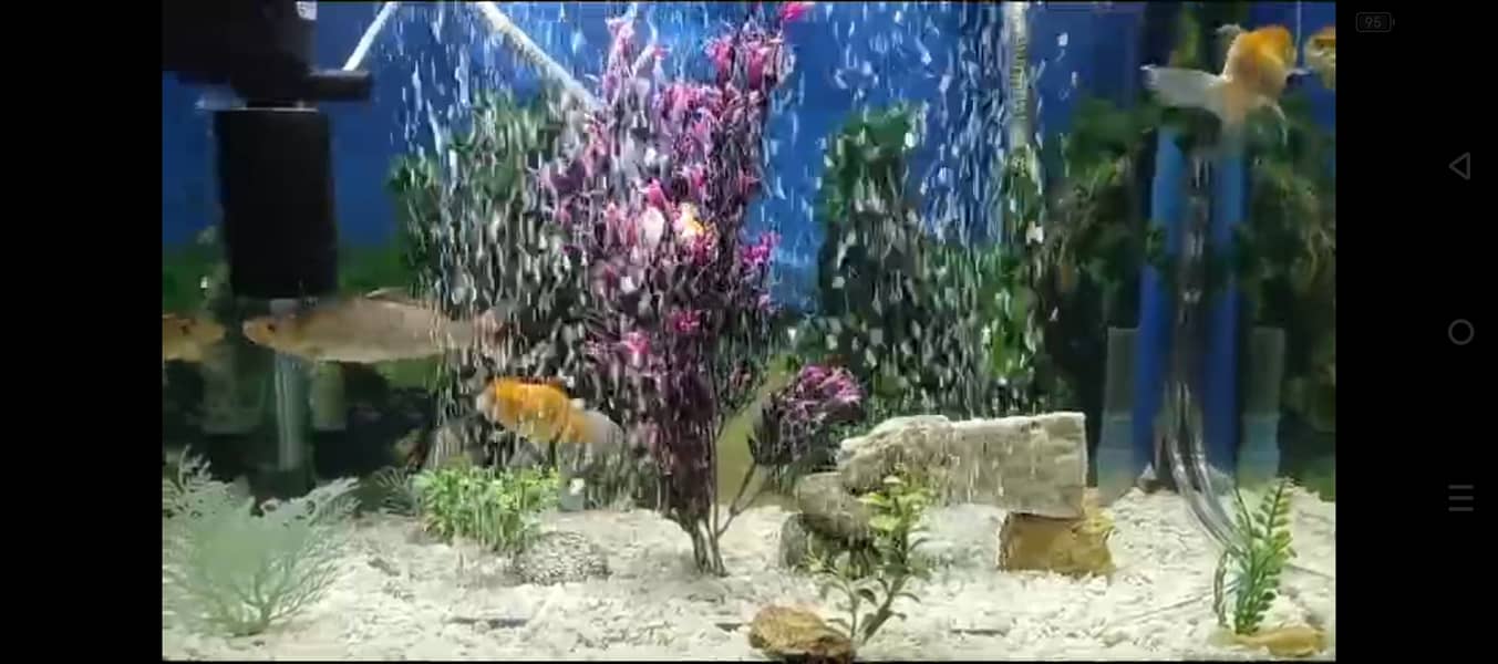 Aquarium for sale 4