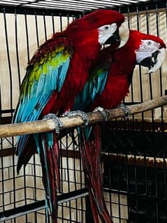 Green Wing Macaw Parrot Breeder Pair with DNA