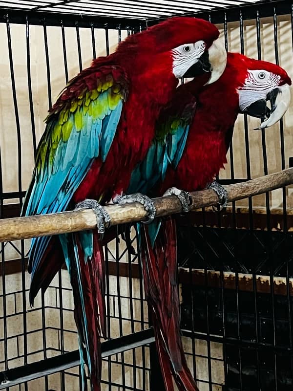 Green Wing Macaw Parrot Breeder Pair with DNA 0