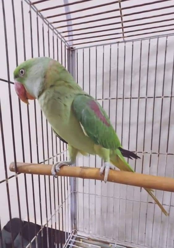 Rao parrot for sale urgent 1