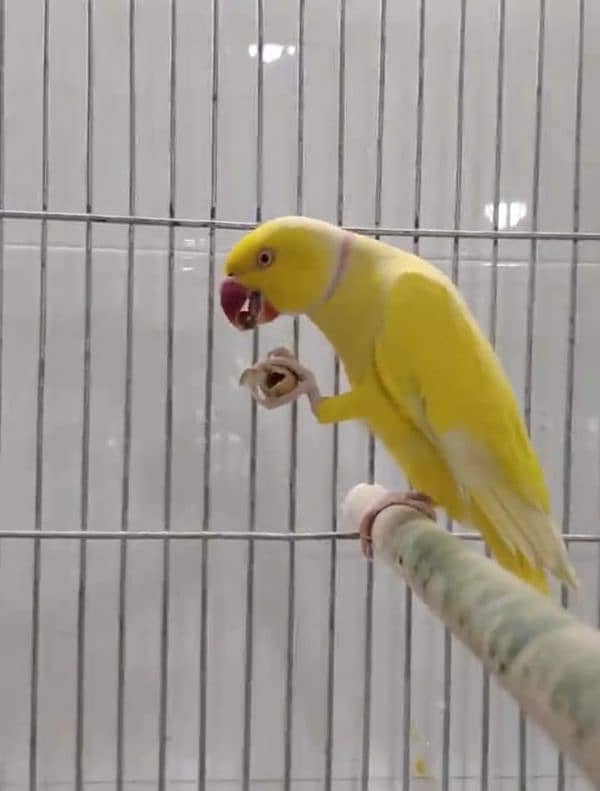 Rao parrot for sale urgent 2