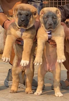 King Turkish kangal pair daball hadi ful security dogs for sale