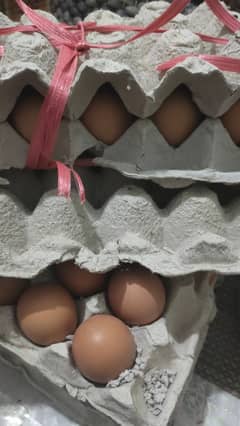 Desi loman eggs available