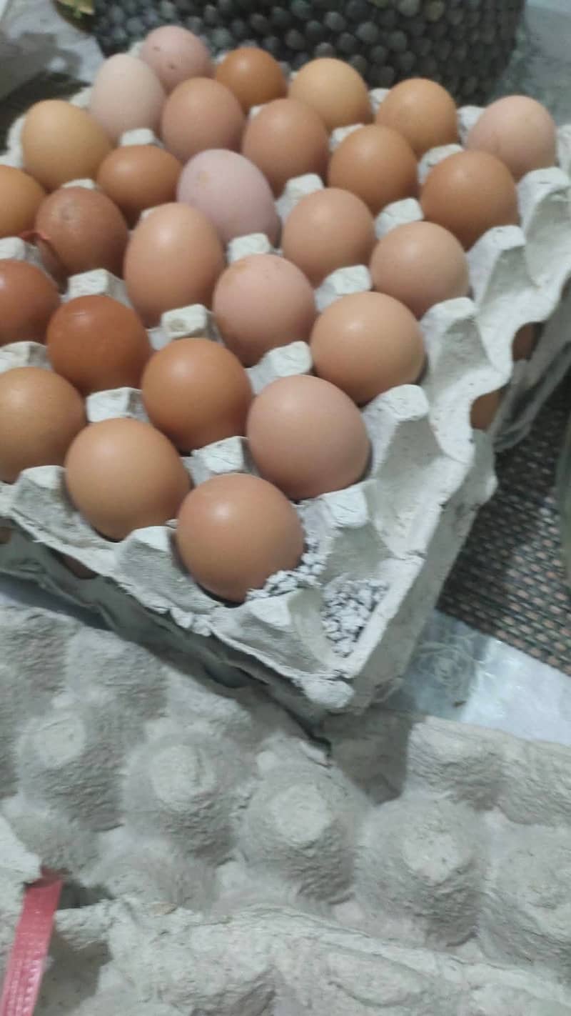 Desi loman eggs available 1