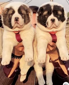 King alabai dabal hadi ful security dogs for sale