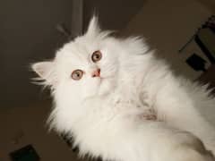 Triple coated Persian female kitten for sale 03315610264