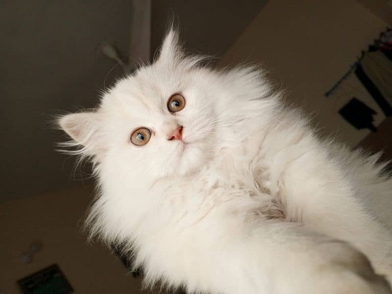 Triple coated Persian female kitten for sale 03315610264 0