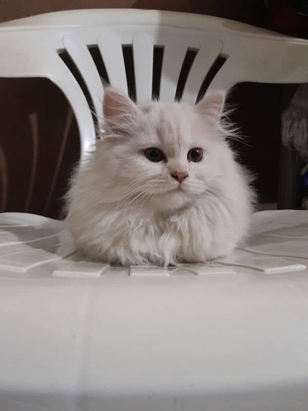 Triple coated Persian female kitten for sale 03315610264 3