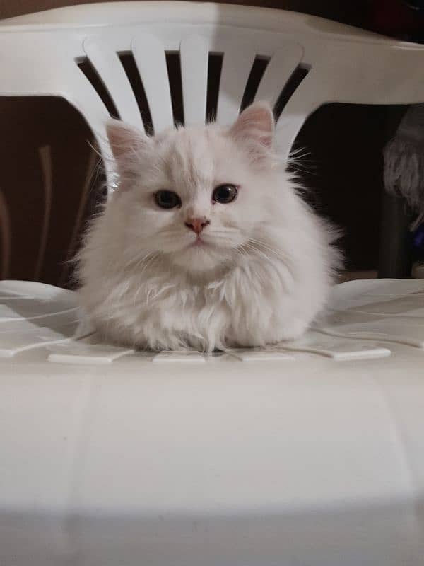 Triple coated Persian female kitten for sale 03315610264 4