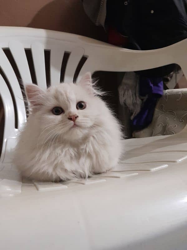 Triple coated Persian female kitten for sale 03315610264 5